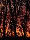 Burning sunset and black forest Royalty Free Stock Photo