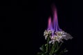 Burning white chrysanthemum in blue fire flame on black background, close-up Royalty Free Stock Photo