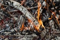 Burning Wood, Campfire, Vibrant Flames Royalty Free Stock Photo