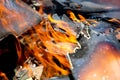 Burning wood fire close up abstract Royalty Free Stock Photo