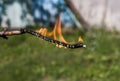 Burning wooden, thin stick on a background of green grass. Protect nature from fire