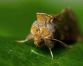 The Burnished Brass, Diachrysia chrysitis