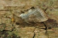 Burnished Brass Moth