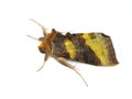 Burnished Brass moth Royalty Free Stock Photo