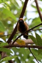 Burnished-buff Tanager