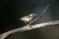 Burnished-buff tanager, Tanagara cayana