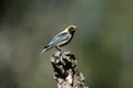 Burnished-buff tanager, Tanagara cayana