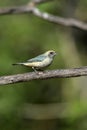 Burnished-buff tanager, Tanagara cayana