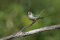 Burnished-buff tanager, Tanagara cayana