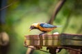 Burnished-buff Tanager Tangara Cayana AKA Saira Amarela bird eating banana in Brazil`s countryside