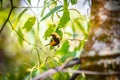 Burnished-buff tanager Tangara Cayana AKA Saira Amarela bird standing on a tree in Brazil`s countryside