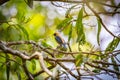 Burnished-buff tanager Tangara Cayana AKA Saira Amarela bird standing on a tree in Brazil`s countryside