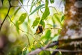 Burnished-buff tanager Tangara Cayana AKA Saira Amarela bird standing on a tree in Brazil`s countryside