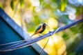 Burnished-buff tanager Tangara Cayana AKA Saira Amarela bird standing on a wire in Brazil`s countryside