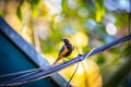 Burnished-buff tanager Tangara Cayana AKA Saira Amarela bird standing on a wire in Brazil`s countryside