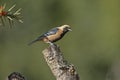 Burnished-buff tanager, Tangara cayana