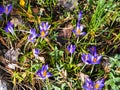 The first sign of Spring with Crocuses growing in a public park in Burnley Lancashire Royalty Free Stock Photo