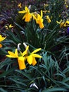 Burnley has many public parks. This one is Ightenhill Park. It has formal flowerbeds but also wild areas. Royalty Free Stock Photo