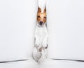 Burnout dog under pressure Royalty Free Stock Photo