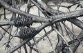 Burnt Australian Banksia tree branches after a bushfire