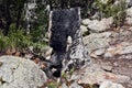 Burnt australian tree in mountain Ninderry