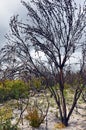 Burnt Australian trees regenerating after bushfire in heath