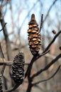 Burnt Banksia cones releasing seeds after bushfire