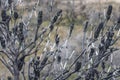 Burnt Banksia shrub Royalty Free Stock Photo