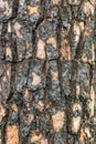 Burnt bark