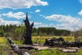 Burnt black crooked big old oak tree leftover hit by lightning and destroyed by fire in meadow near pine forest. Power of elements Royalty Free Stock Photo
