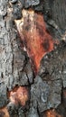 burnt black patterned tree trunk