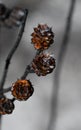 Burnt And Blackened Australian Native Conestick Petrophile Pulchella Seed Pod Releasing Seeds Following A Bushfire
