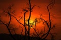 Burnt and blackened branches after bush fires in Australia Royalty Free Stock Photo