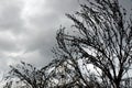 Burnt Australian tree silhouetted against overcast ominous sky