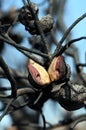 Burnt and blackened fruit or seed pod of the Australian native Needlebush, Hakea sericea, family Proteaceae