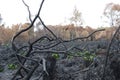 Burnt branches, tangled and interwoven after a forest fire