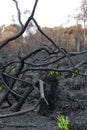 Burnt branches, tangled and interwoven after a forest fire
