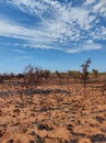 Burnt bush fire