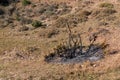 Burnt bush on the hillside