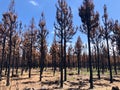 Burnt bush land after a bushfire near Knysna