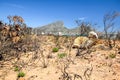 Burnt bush land after a bushfire near Pringle Bay, located along Route 44 in the eastern part of False Bay Royalty Free Stock Photo