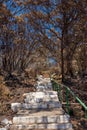 Burnt bushes add trees in forest or woods with stairs and hiking trail. Aftermath of destruction from uncontrollable