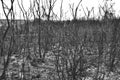 Burnt bushes, small trees, grasses and undergrowth after a heath fire