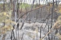 Burnt bushes, small trees, grasses and undergrowth after a heath fire