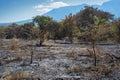 Burnt bushes and trees during dry season