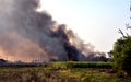 Burnt cane wildfire near road