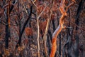 Burnt and charred bush land in Australia after bush fires