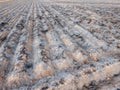 Burnt cultivated field with furrows prepared for next plantation Royalty Free Stock Photo