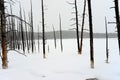 Burnt Douglas fir trees Yellowstone Winter Snow