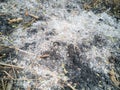 Burnt dry grass Royalty Free Stock Photo